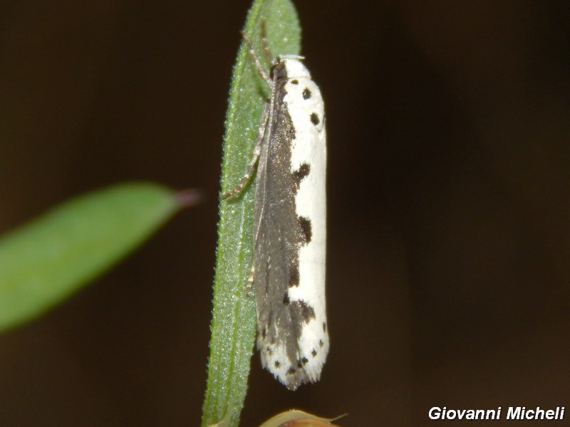 E questo chi ? - Ethmia bipunctella